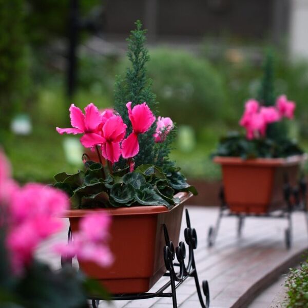 El cyclamen es un planta tuberosa, que desarrolla todo su esplendor a partir del otoño y invierno.